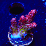 TSA Optimus Prime Acropora Coral