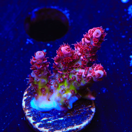 TSA Optimus Prime Acropora Coral