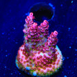 TSA Optimus Prime Acropora Coral