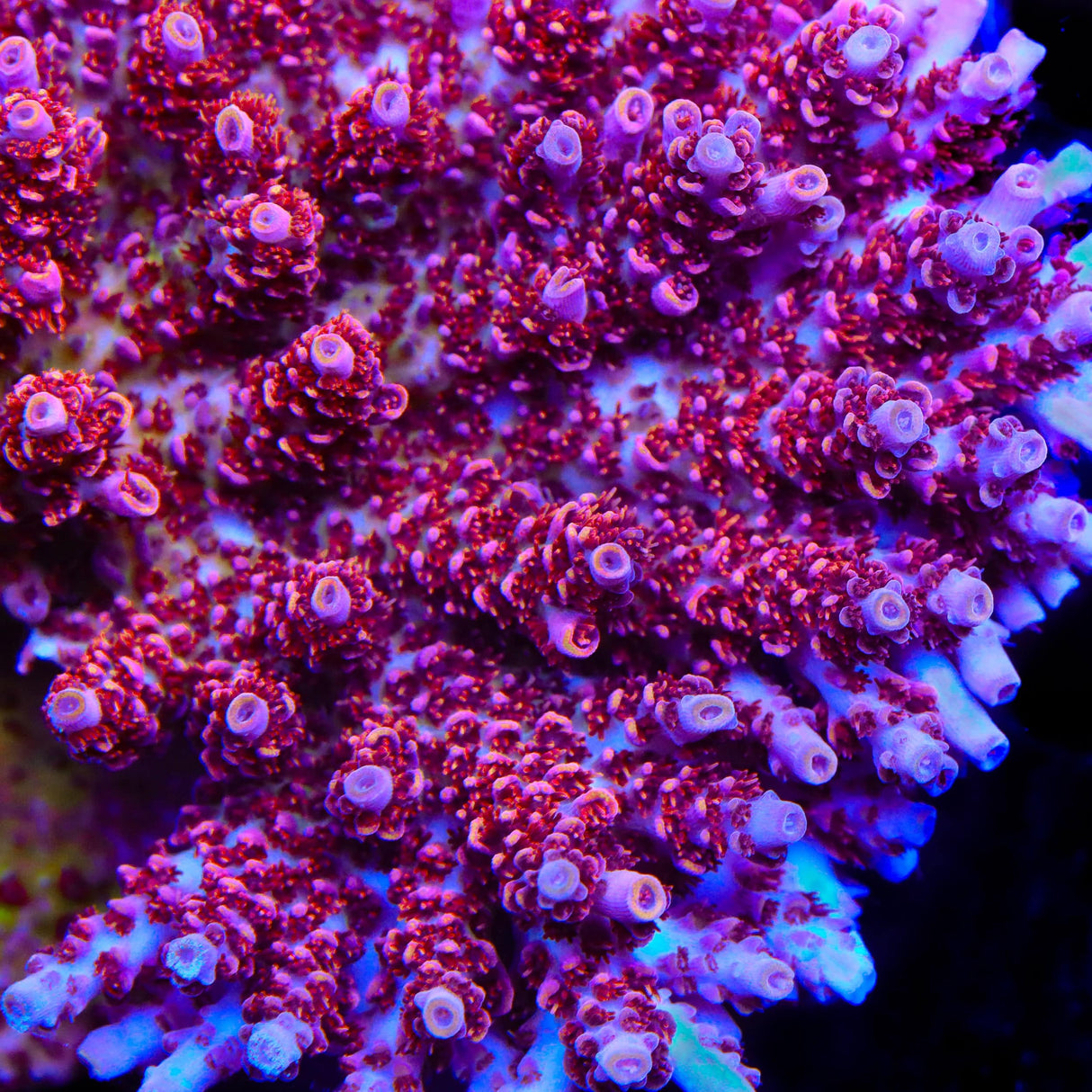 TSA Optimus Prime Acropora Coral