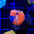 TSA Orange Blast Echinata Coral