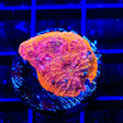 TSA Orange Blast Echinata Coral