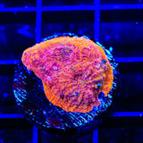 TSA Orange Blast Echinata Coral