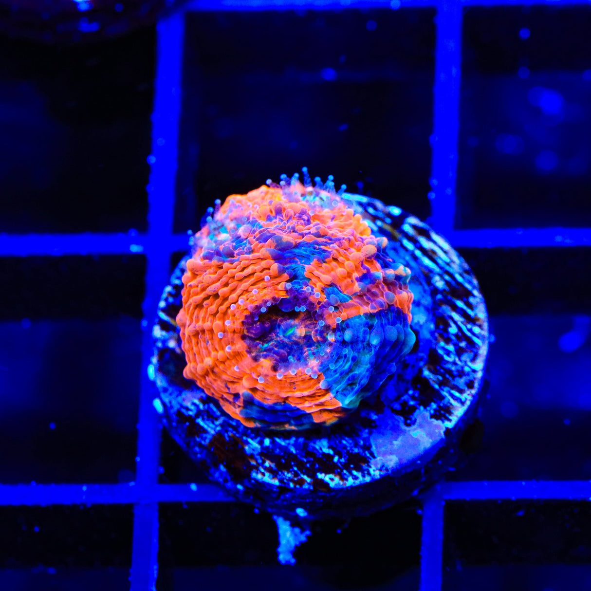 TSA Orange Blast Echinata Coral