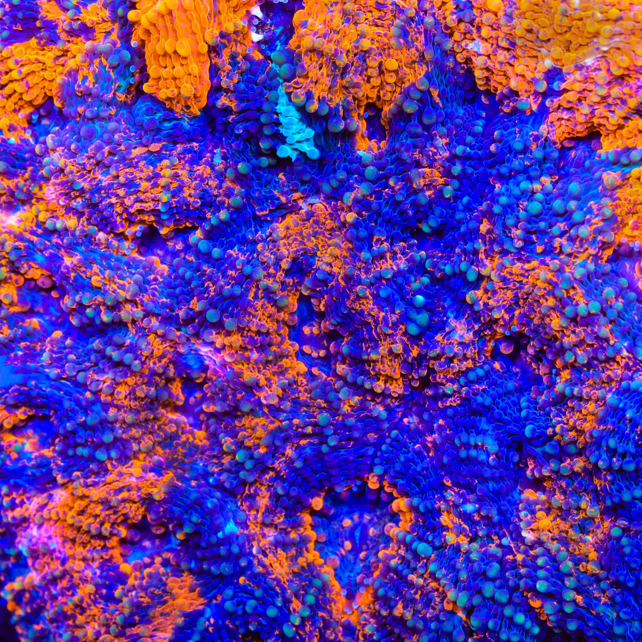 TSA Orange Blast Echinata Coral – Top Shelf Aquatics