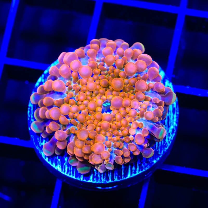 TSA Orange Blast Yuma Mushroom Coral