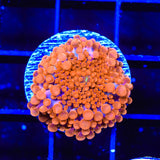 TSA Orange Blast Yuma Mushroom Coral