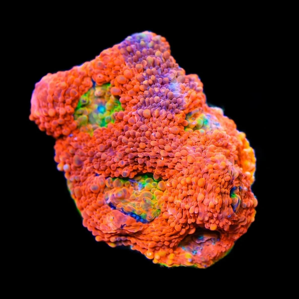 TSA Orange Crush Echinata Coral