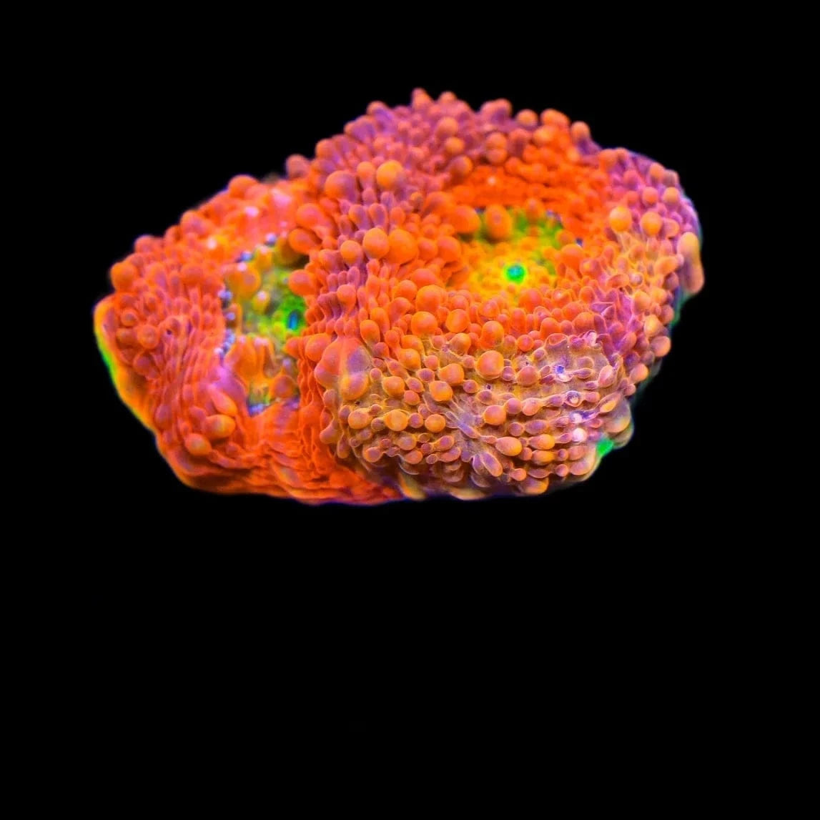 TSA Orange Crush Echinata Coral – Top Shelf Aquatics TSA Orange Crush Echinata Coral – Top Shelf Aquatics