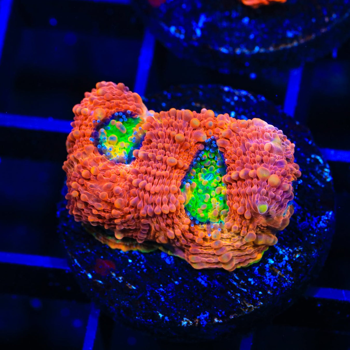 TSA Orange Crush Echinata Coral