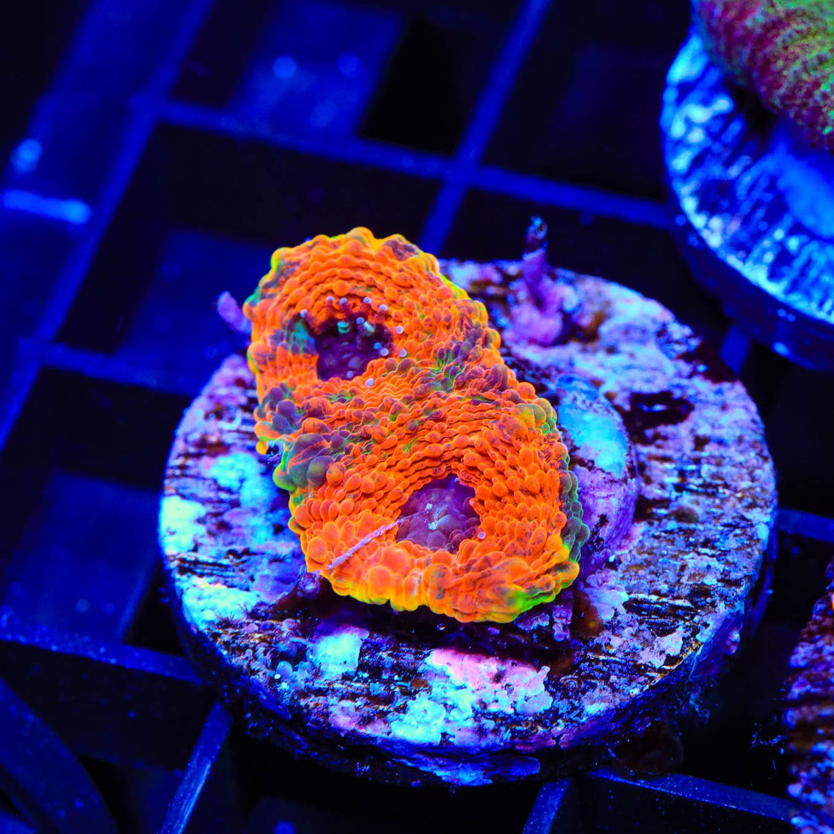TSA Orange Crush Echinata Coral