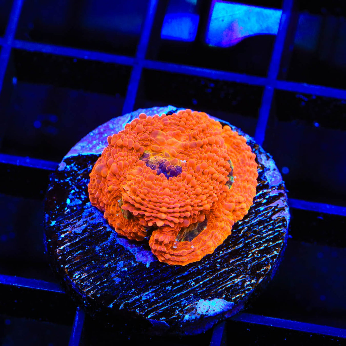 TSA Orange Crush Echinata Coral