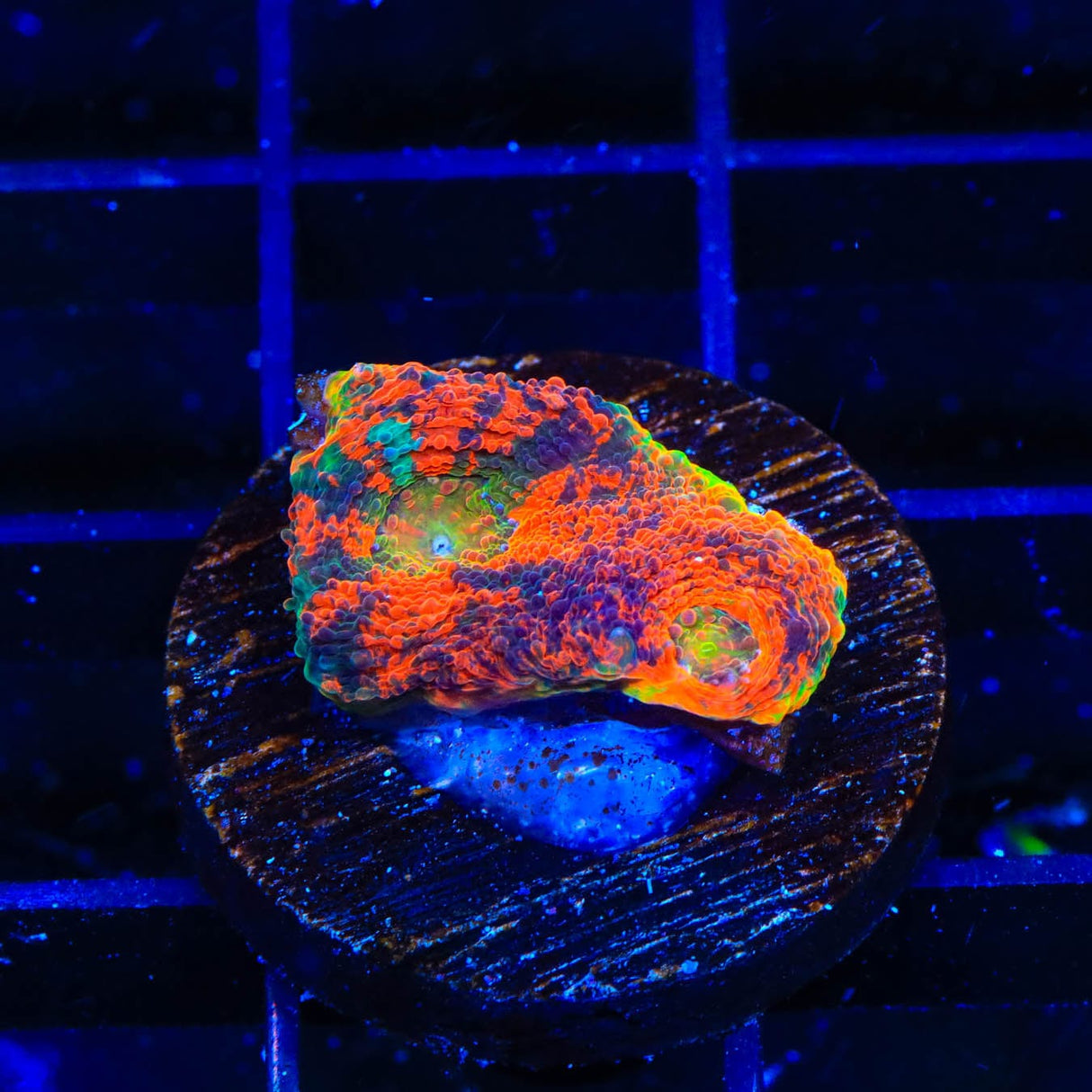 TSA Orange Crush Echinata Coral