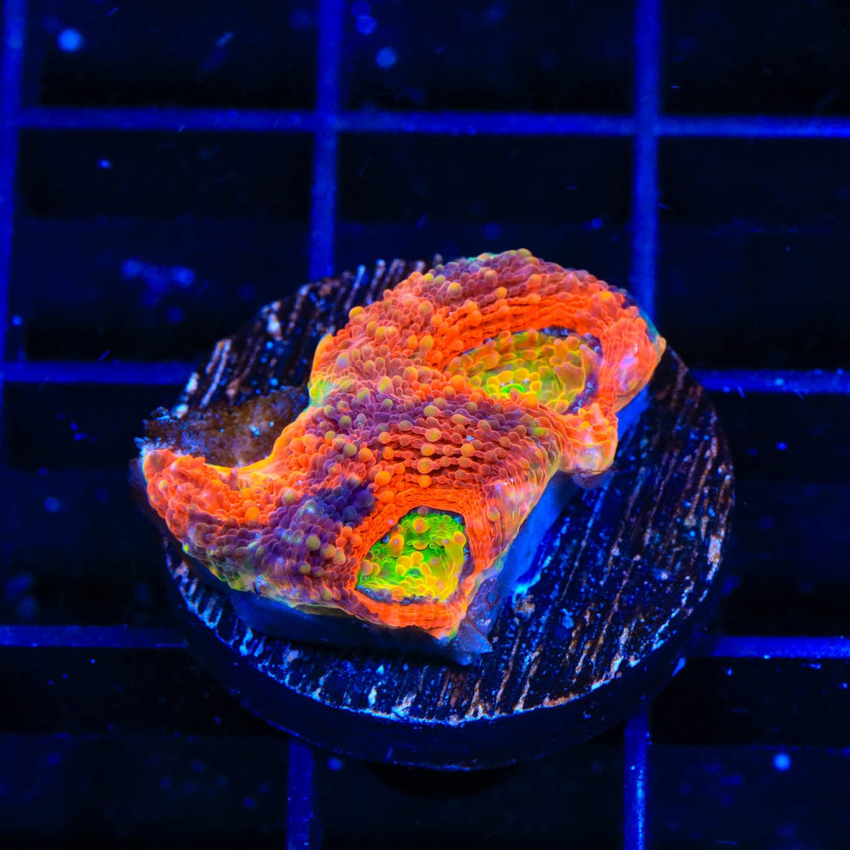TSA Orange Crush Echinata Coral