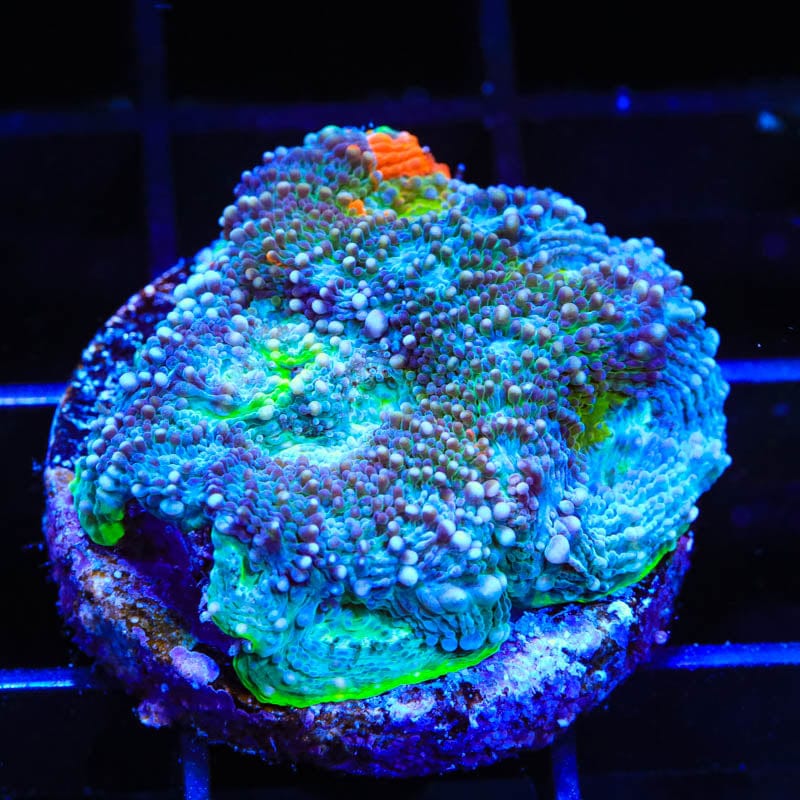 TSA Orange Crush Echinata Coral