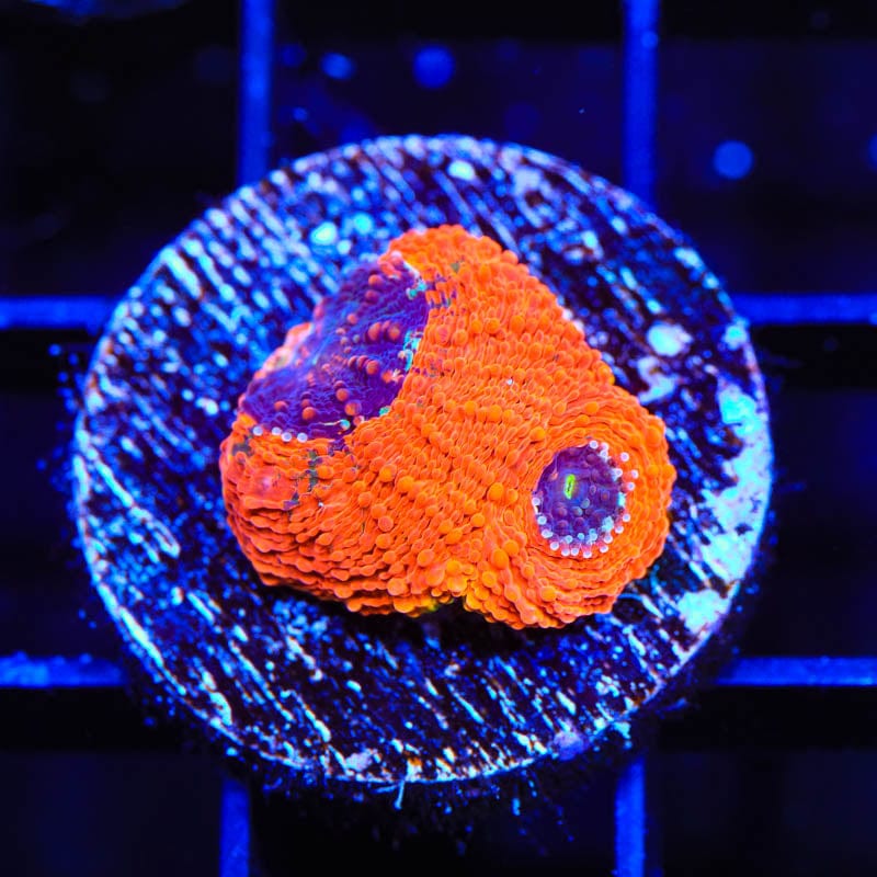 TSA Orange Crush Echinata Coral