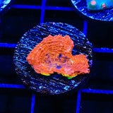 TSA Orange Crush Echinata Coral