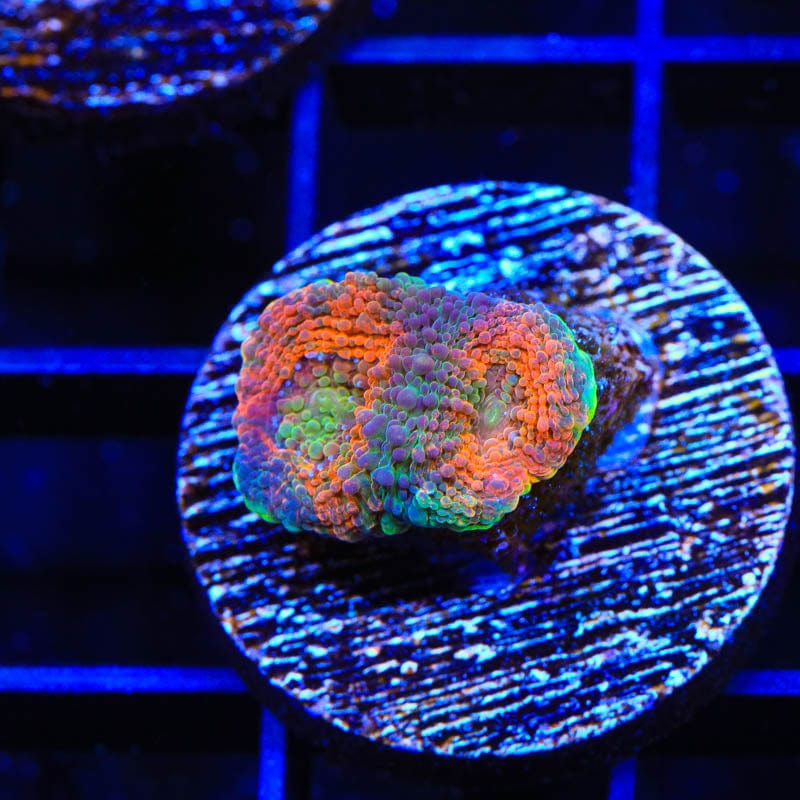TSA Orange Crush Echinata Coral