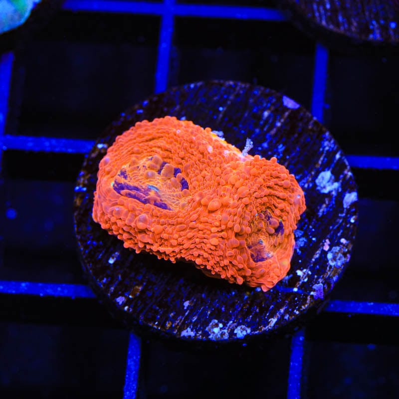 TSA Orange Crush Echinata Coral