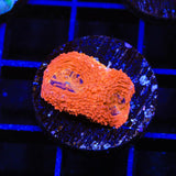 TSA Orange Crush Echinata Coral
