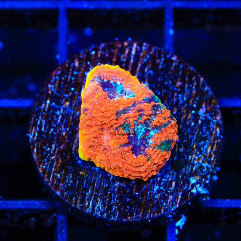 TSA Orange Crush Echinata Coral