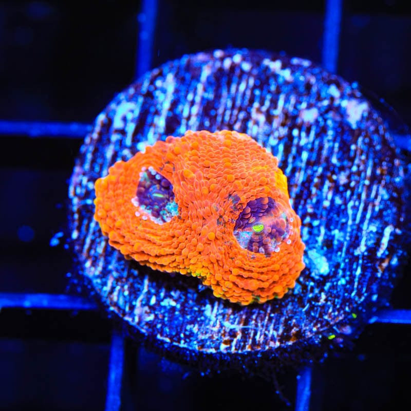 TSA Orange Crush Echinata Coral