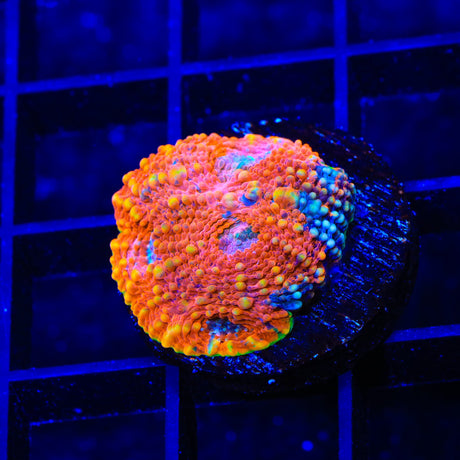 TSA Orange Crush Echinata Coral
