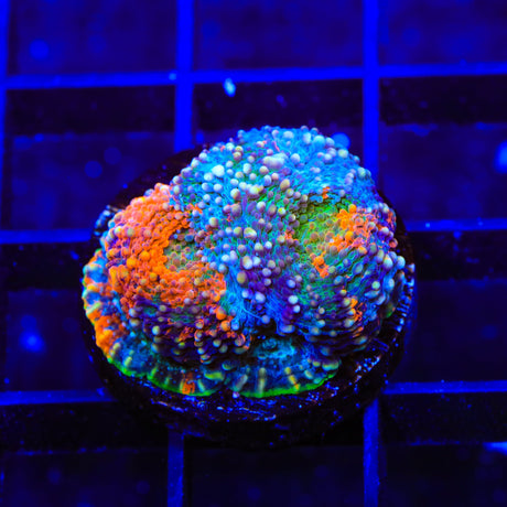 TSA Orange Crush Echinata Coral