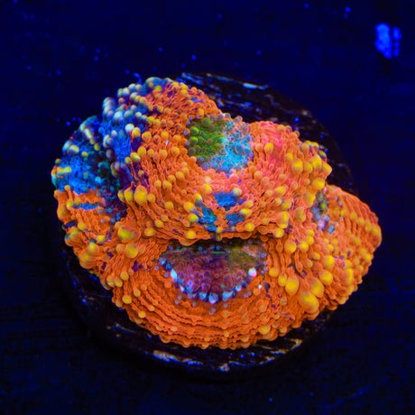 TSA Orange Crush Echinata Coral