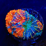 TSA Orange Crush Echinata Coral