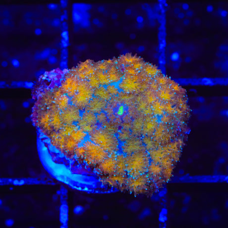TSA Orange Ember Mushroom Coral