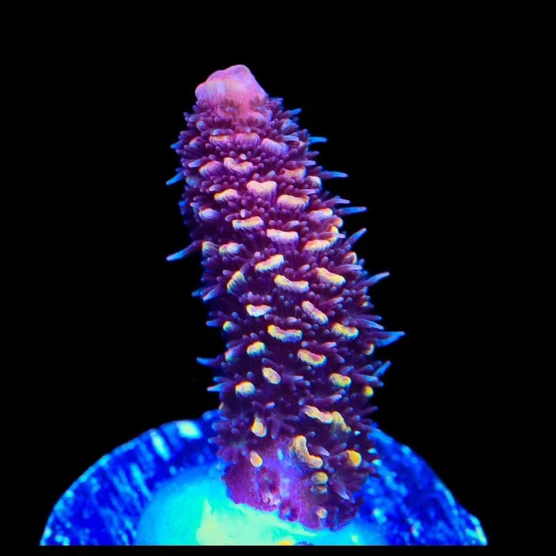 TSA Orange Matrix Acropora Coral