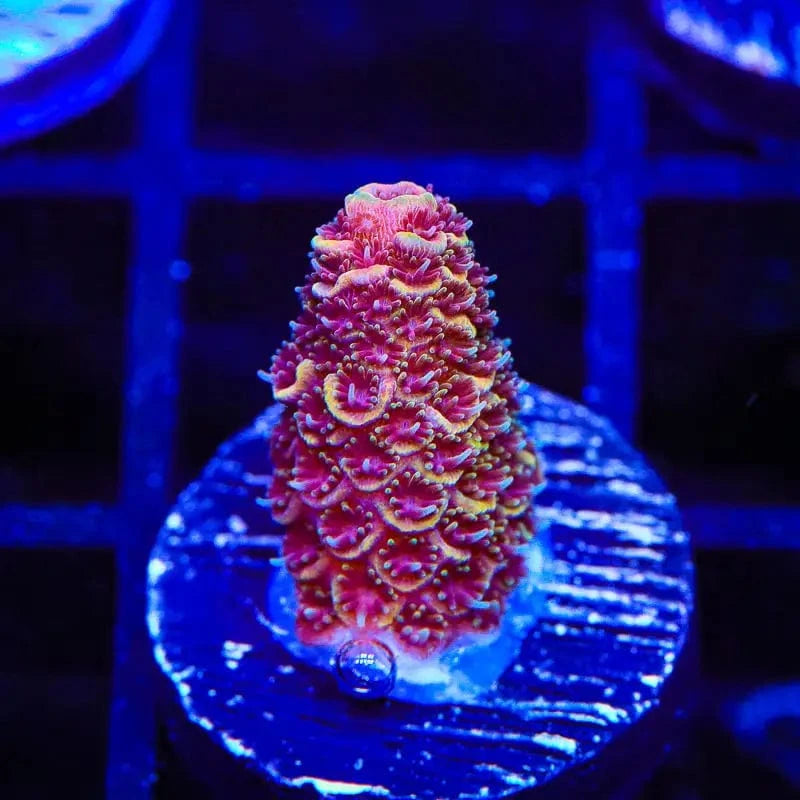 TSA Orange Matrix Acropora Coral