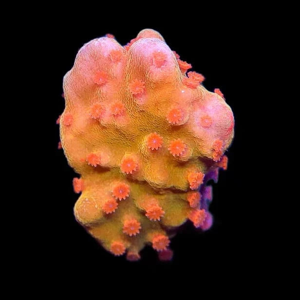 モコレア! TSA Orange Peel Setosa Montipora Coral – Top Shelf Aquatics