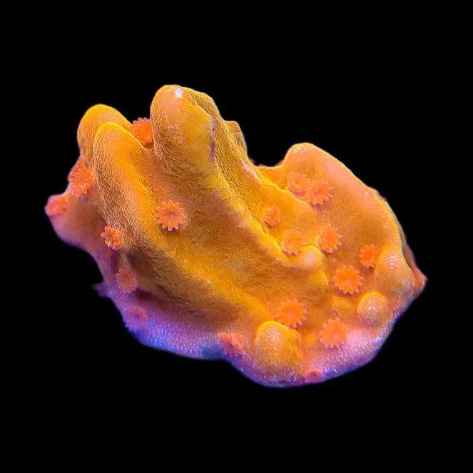 TSA Orange Peel Setosa Montipora Coral – Top Shelf Aquatics