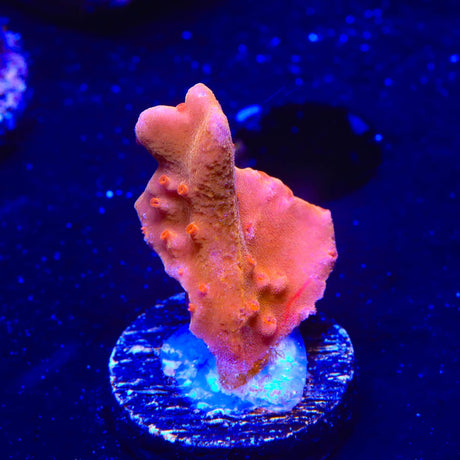 TSA Orange Peel Setosa Montipora Coral