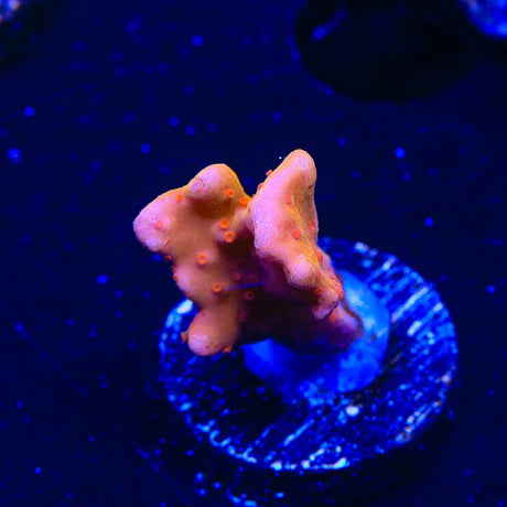 TSA Orange Peel Setosa Montipora Coral