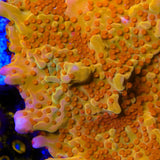 TSA Orange Peel Setosa Montipora Coral