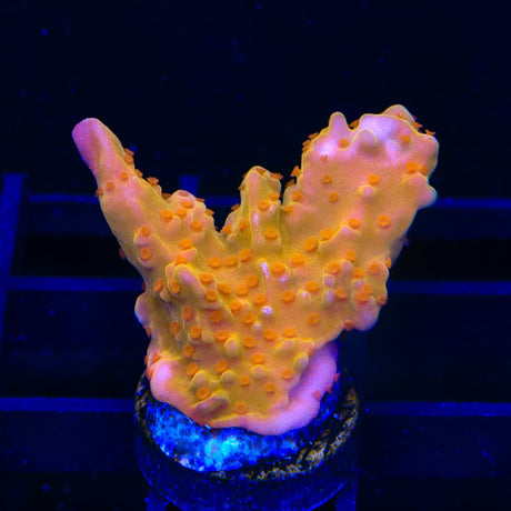 TSA Orange Peel Setosa Montipora Coral