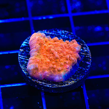 TSA Orange Sam Chalice Coral