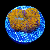 TSA Orange Smash Bounce Mushroom Coral