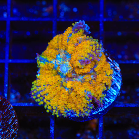 TSA Orange Smash Bounce Mushroom Coral