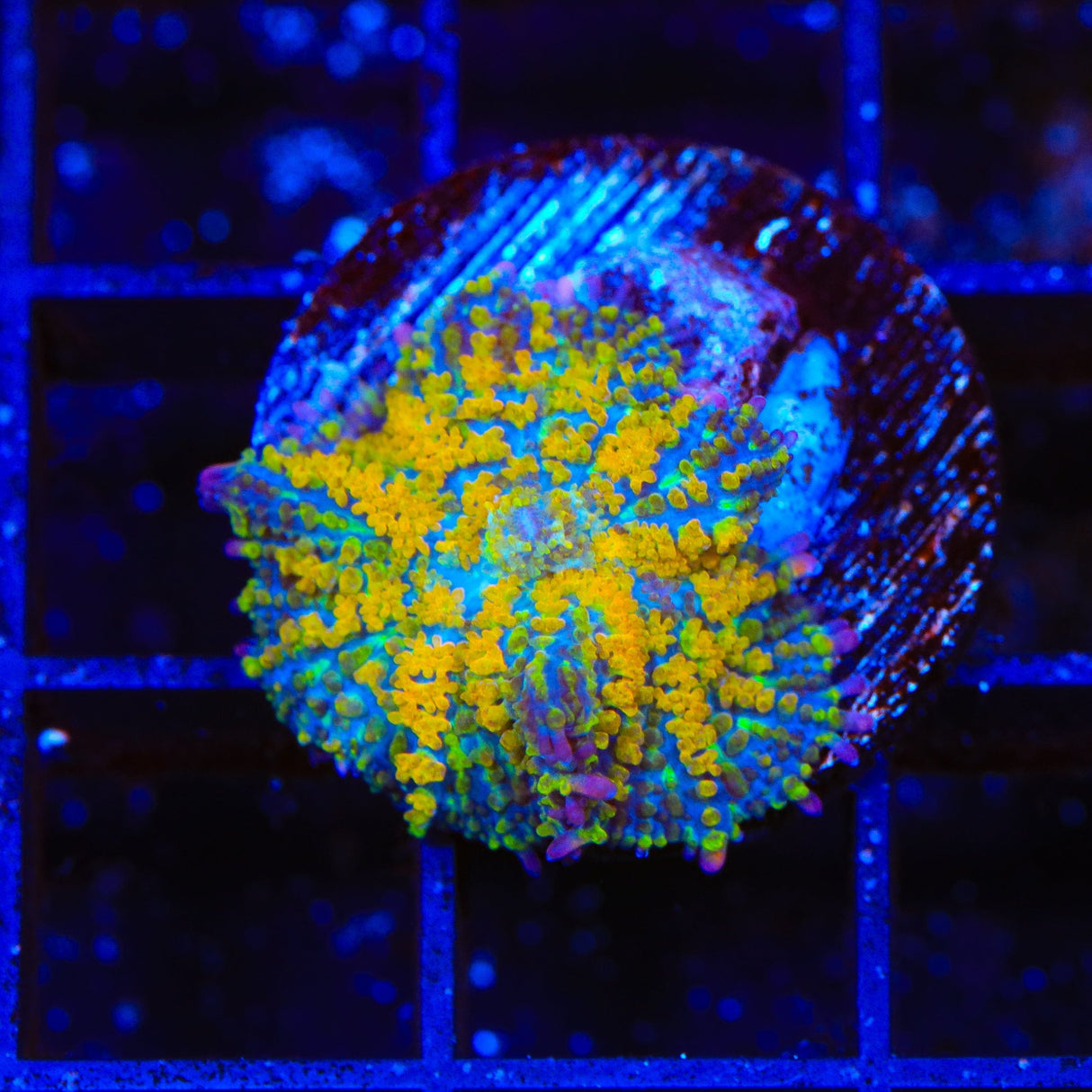 TSA Orange Smash Bounce Mushroom Coral