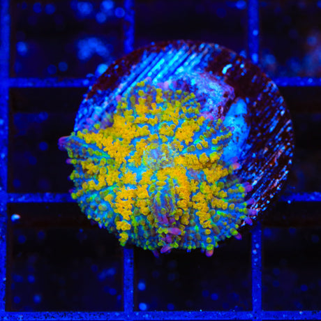TSA Orange Smash Bounce Mushroom Coral