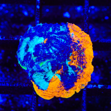 TSA Orange Splash Echinata Coral