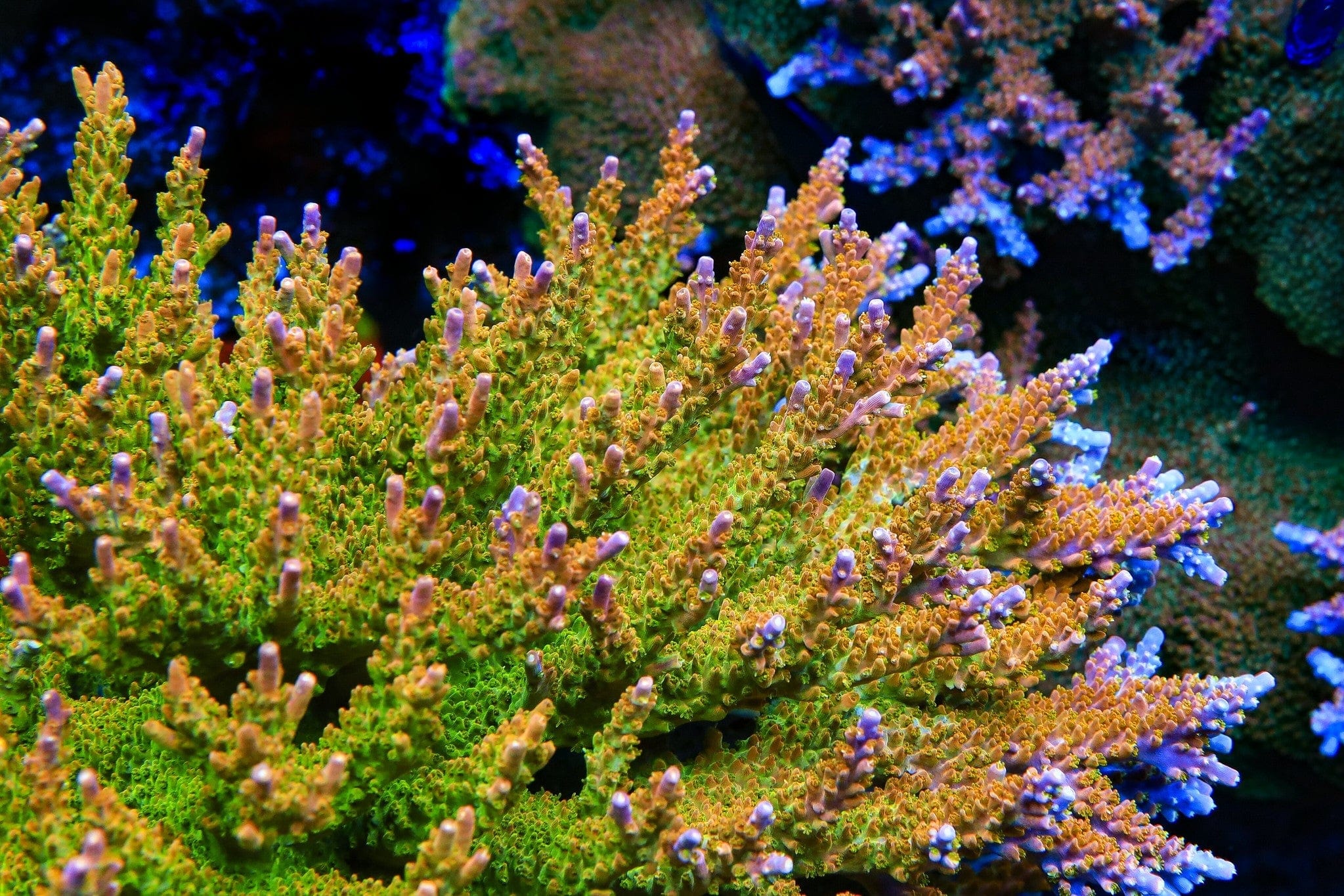 AURORA アリエス オレンジ TSA Orangesicle Acropora Coral – Top Shelf Aquatics