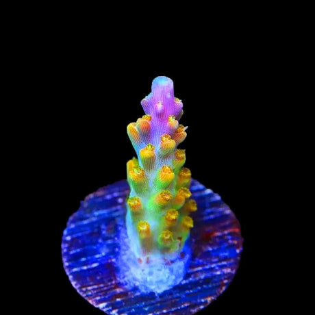 TSA Orangesicle Acropora Coral