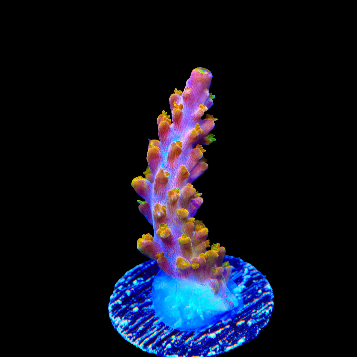 TSA Orangesicle Acropora Coral