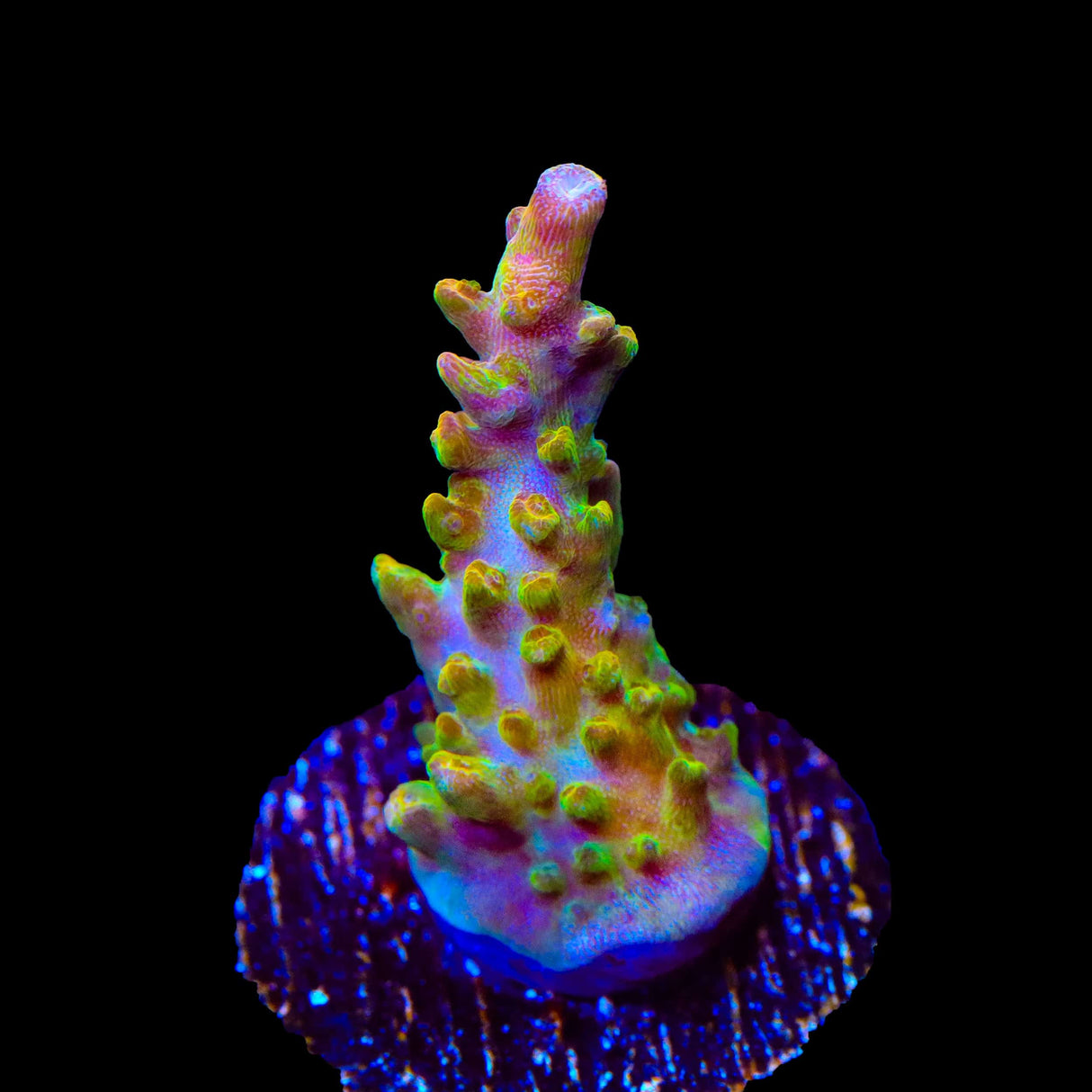 TSA Orangesicle Acropora Coral