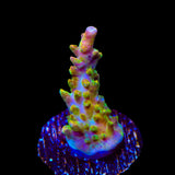 TSA Orangesicle Acropora Coral